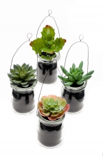 Succulent mix x4 stuks 11cm in glazen potje